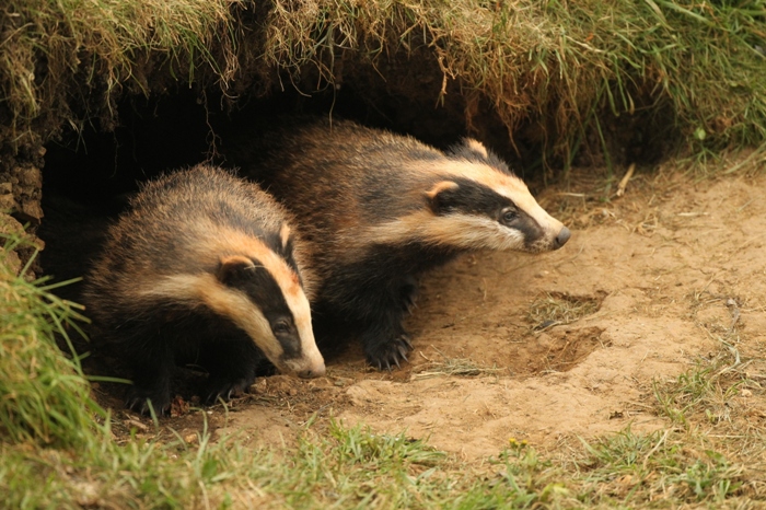 two badgers emerging from the dark of their underground sett