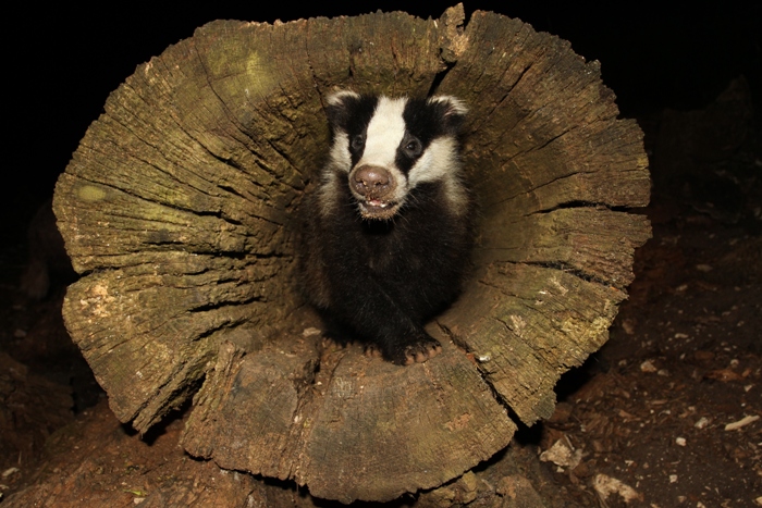 badger emerging from a fallen tree log with night sky behind