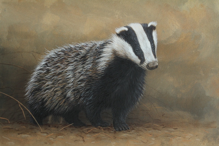 original wildlife painting by Robert E Fuller badger cub