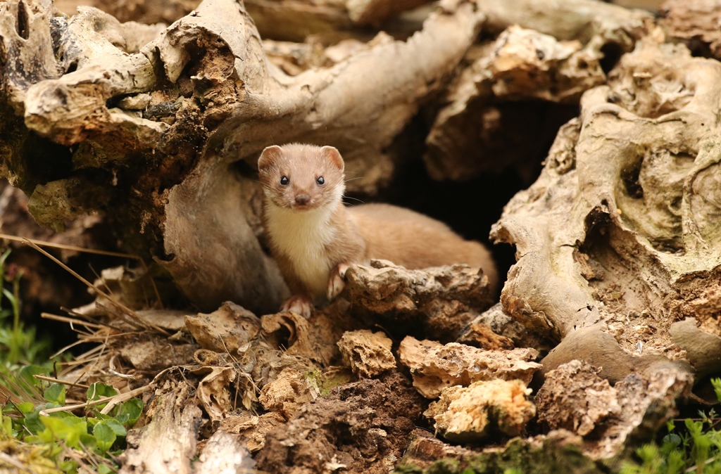 Photograph: The Male Weasel