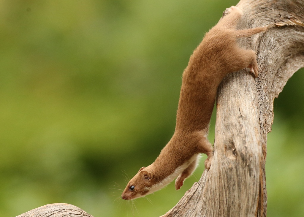 Photograph: British Weasel