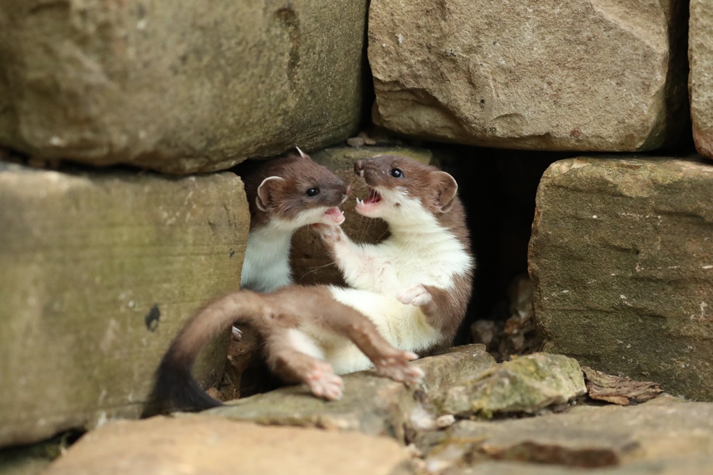 Photograph: Two stoat kits play fighting
