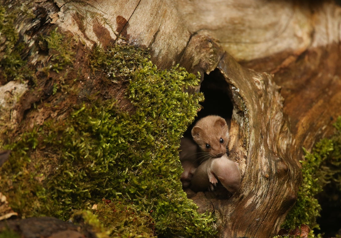 Photograph: Female weasel carrying a 6-day-old kit