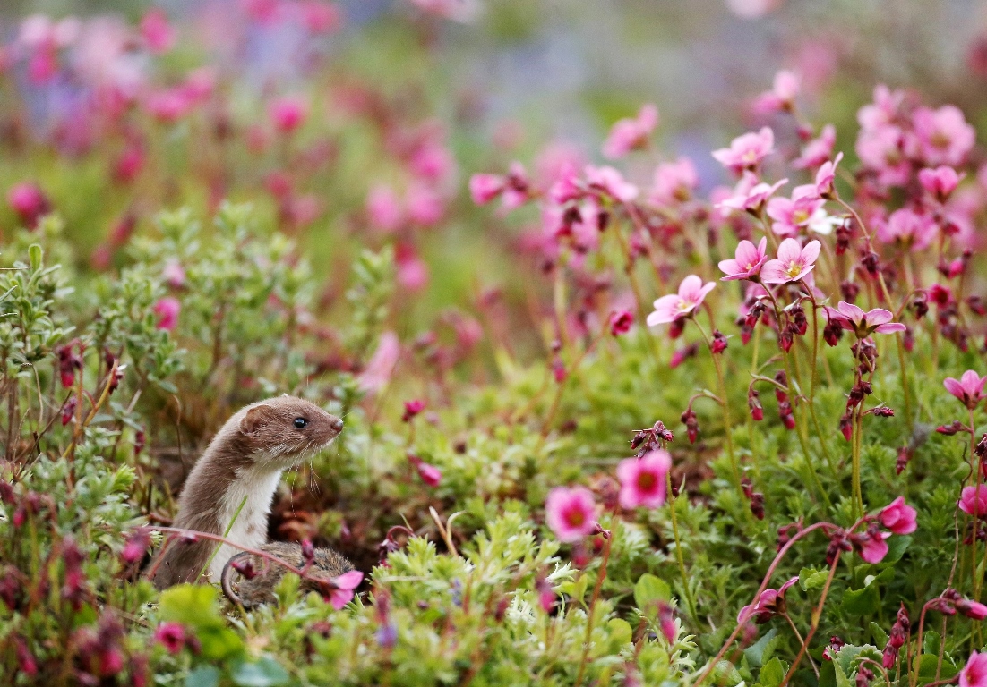 Photograph: Weasel among pink saxifrage