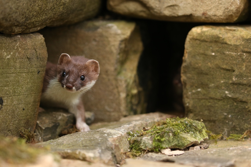 Photograph: Getting inside the secret world of stoats