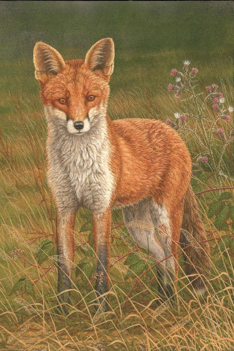 Woodland wildlife: fox painting by Robert E Fuller
