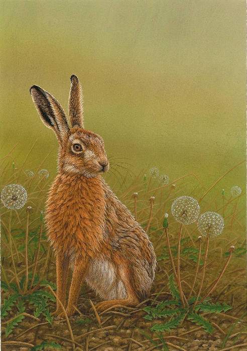 original wildlife painting by Robert E Fuller: hare