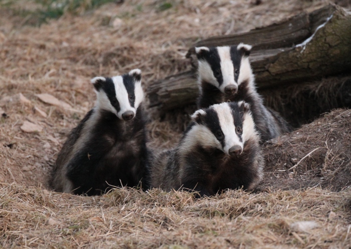 Three badger cubs at teh entrance to their sett looking intently at viewer