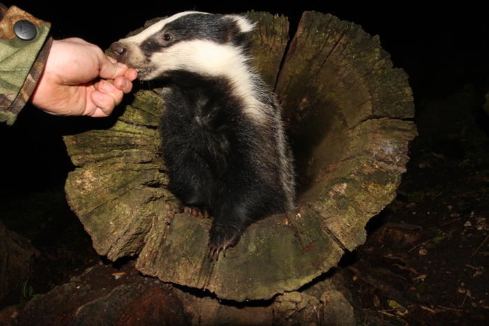 badger taking a biscuit from artists hand