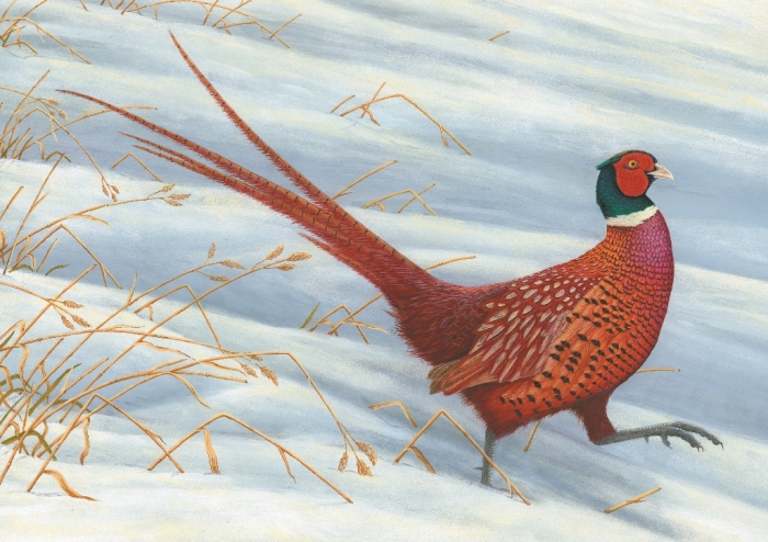original wildlife paintings by Robert E Fuller pheasant in snow
