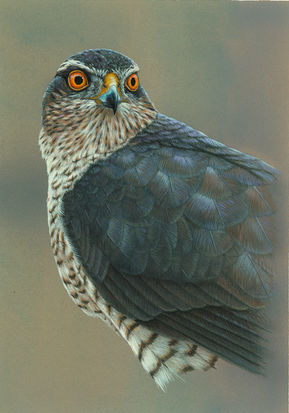 Planting a wood for wildlife: sparrowhawk painting by Robert E Fuller