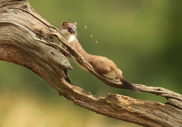 stoat on a branch with bees flying by nose