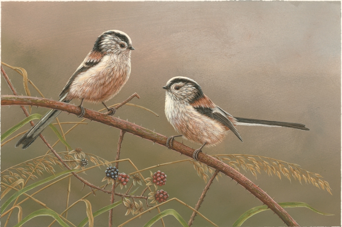 painting of two long tailed tits perchedn on a blackthorn branch with blackberries