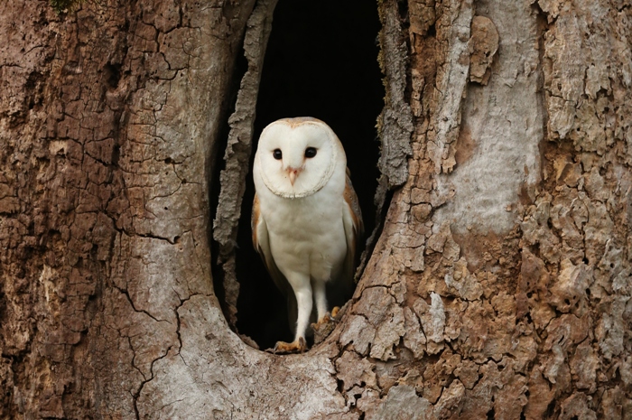 wildlife photo of the week barn owl
