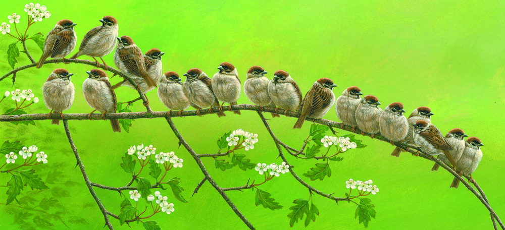art print by robert e fuller of a flock of tree sparrows balancing in a line on a hawthorn brance