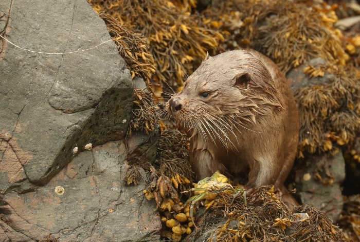 otter climbing through sea weed to rock