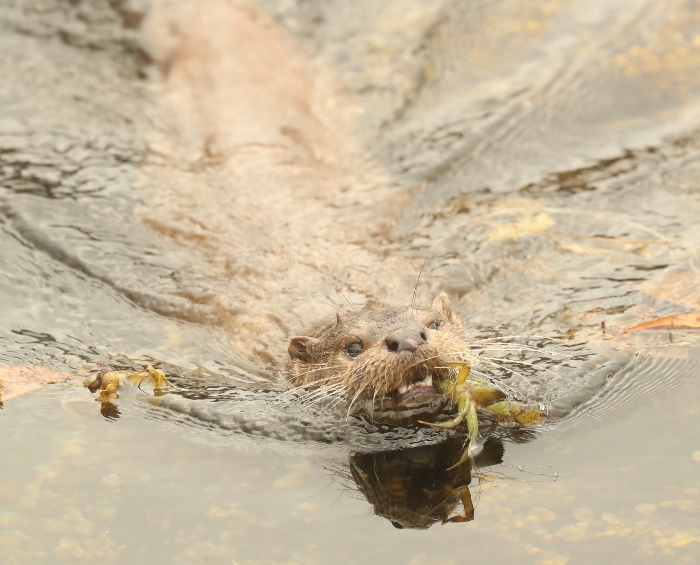 otter head with crab in its mouth, water wake behind