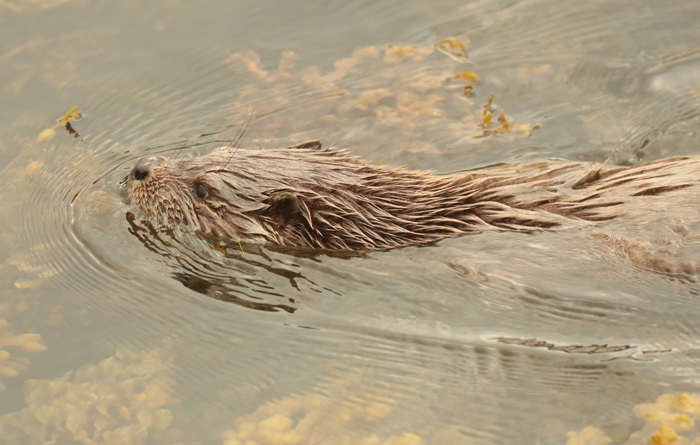 head of an otter in water