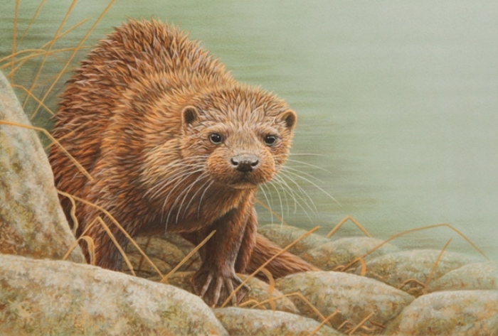 otter paintings