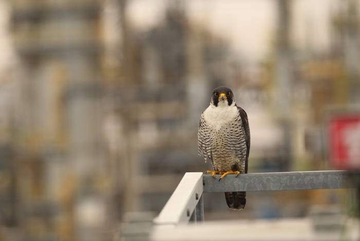 peregrine falcons nest on a chemical plant