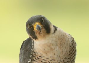 peregrine falcon facts