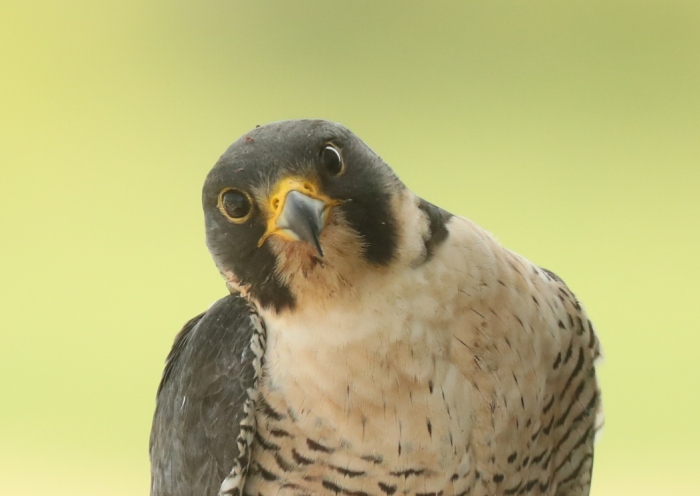 All you need to know about peregrine falcons: the facts
