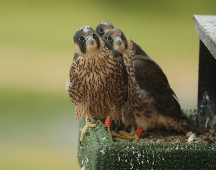 peregrine falcons nest on a chemical plant