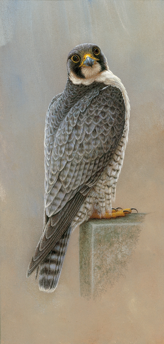Peregrine Falcon by Robert E Fuller