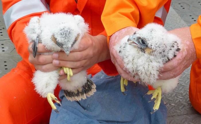 ringing young peregrines on a chemical plant