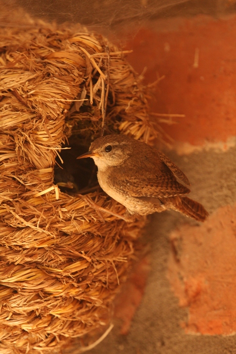 looking after wrens in the garden 