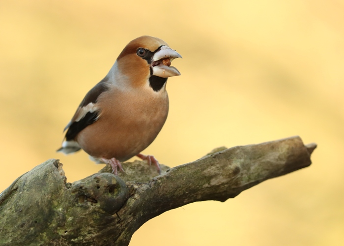 wildlife on the doorstep hawfinches