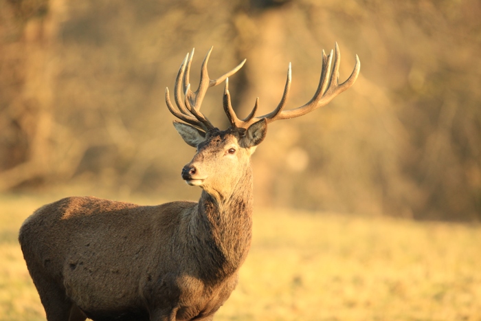 wildlife photo of the week red stag