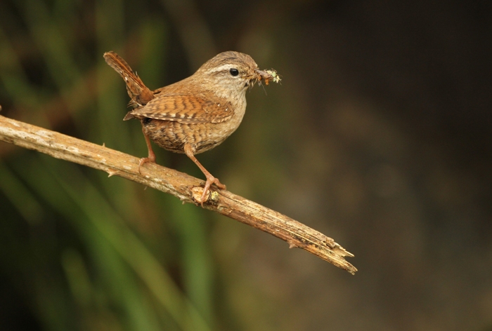 looking after wrens in the garden