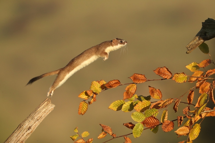 wildlife photo of the week stoat