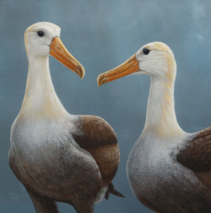 wildlife painting of the week albatross