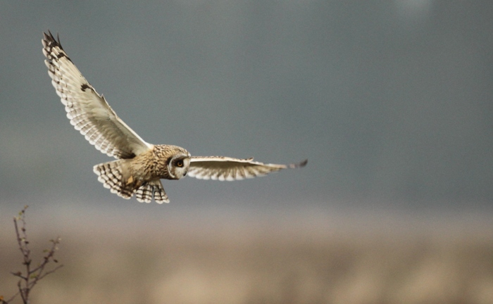 wildlife photo of the week short eared owl