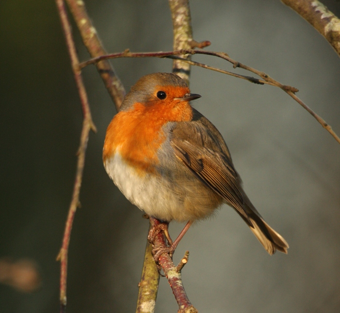 wildlife photo of the week robin
