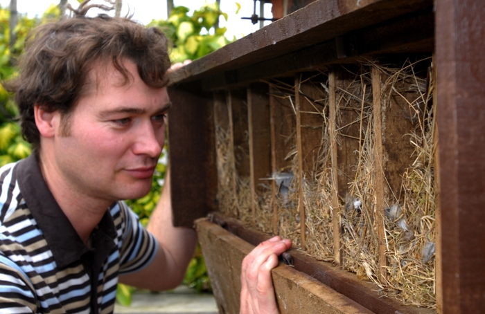 terrace nest boxes to save tree sparrows