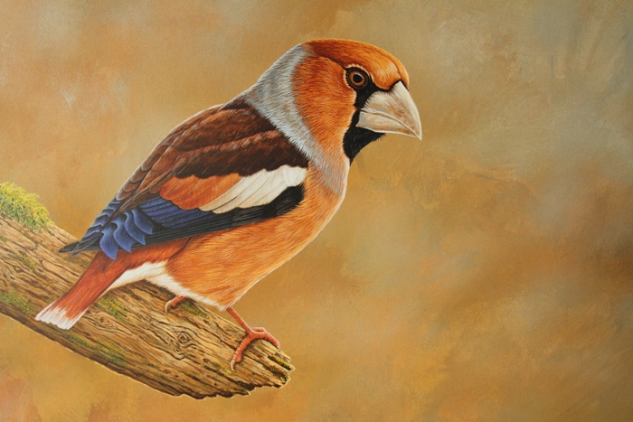 original paintings ofwildlife hawfinch