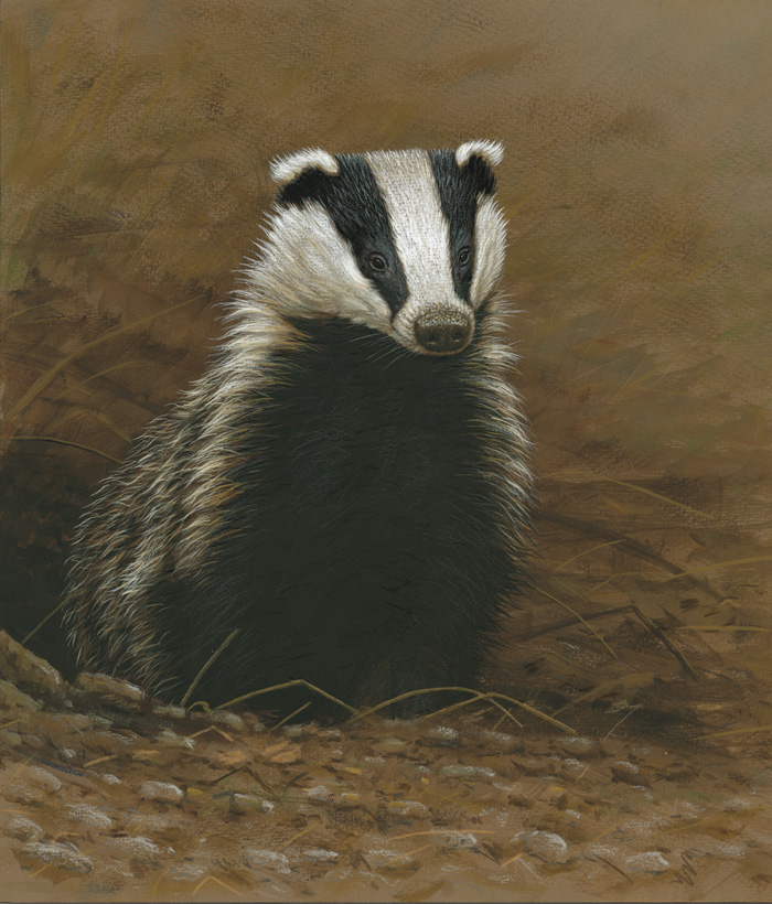 original paintings of wildlife badger