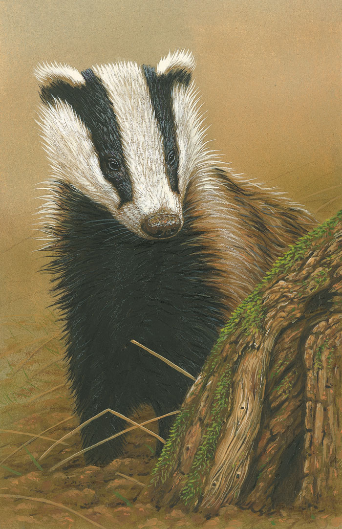 original wildlife paintings badger cub