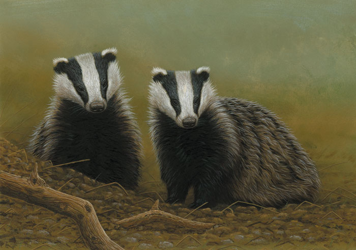 original wildlife paintings badgers