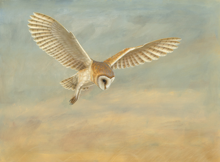 wildlife painting of the week. Barn Owl