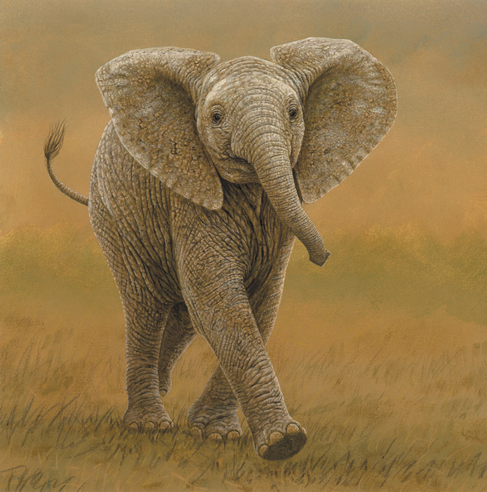 original paintings of wildlife elephant calf