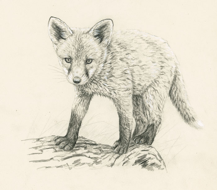 original wildlife paintings fox
