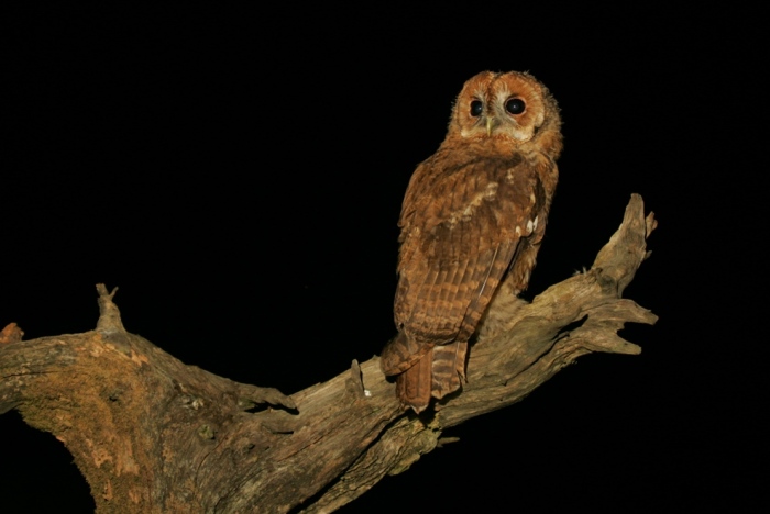 wildlife photo of the week tawny owl