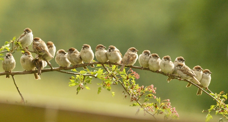 saving tree sparrows