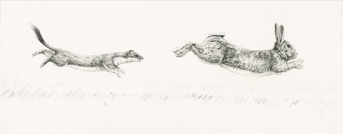 original paintings of wildlife: stoat and rabbit
