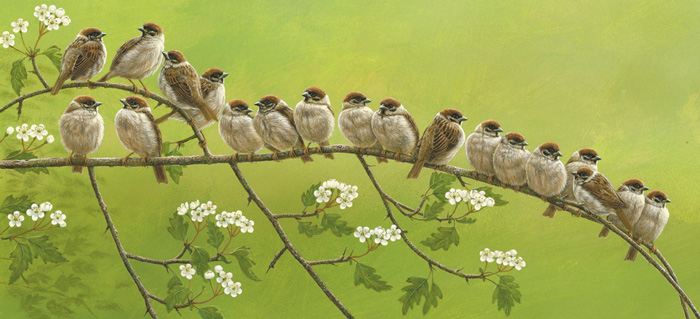 original paintings of wildlife tree sparrows