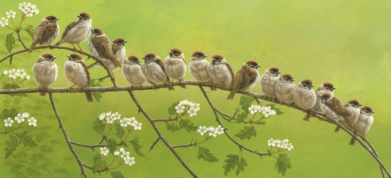tree sparrow painting of the week